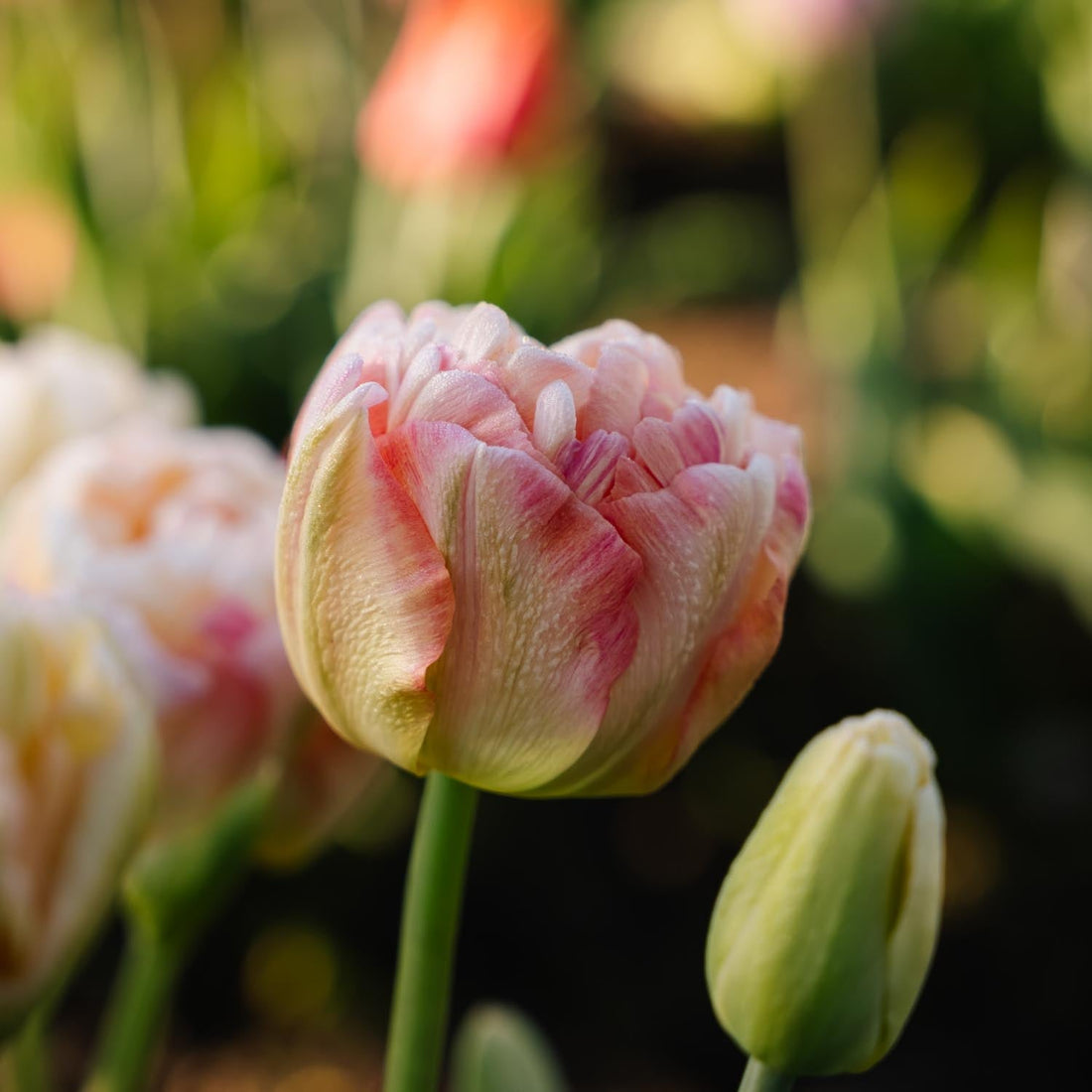 Løglasagne 'Flamingo Dance'