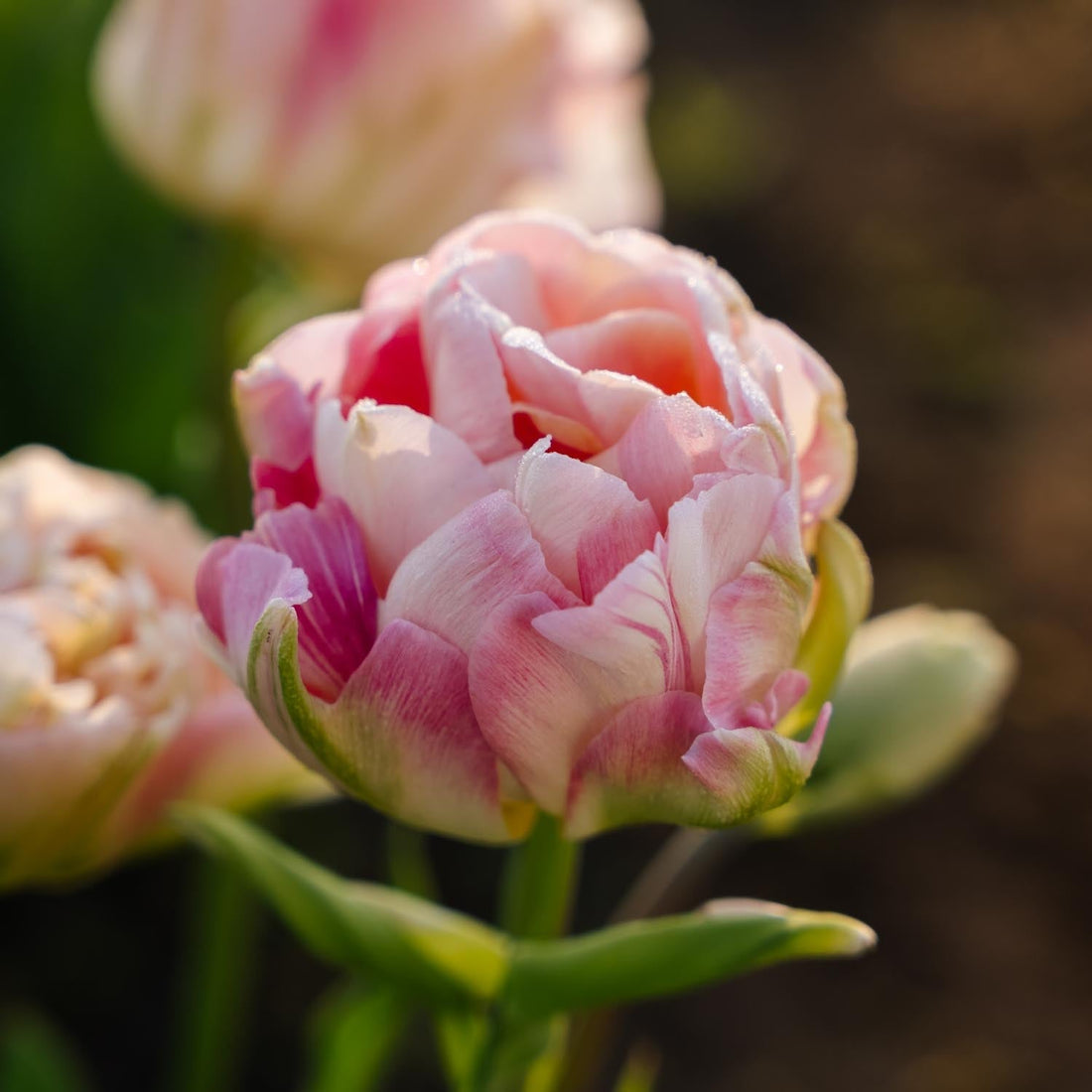 Tulipan 'Charming Lady'