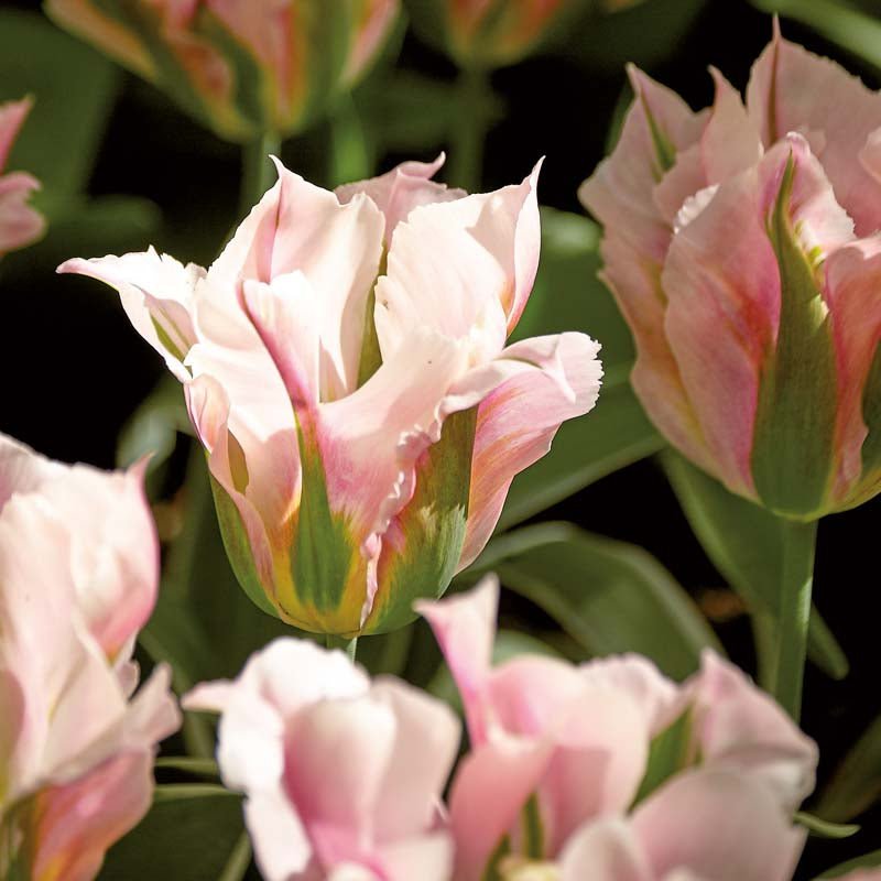 Tulipan 'China Town'