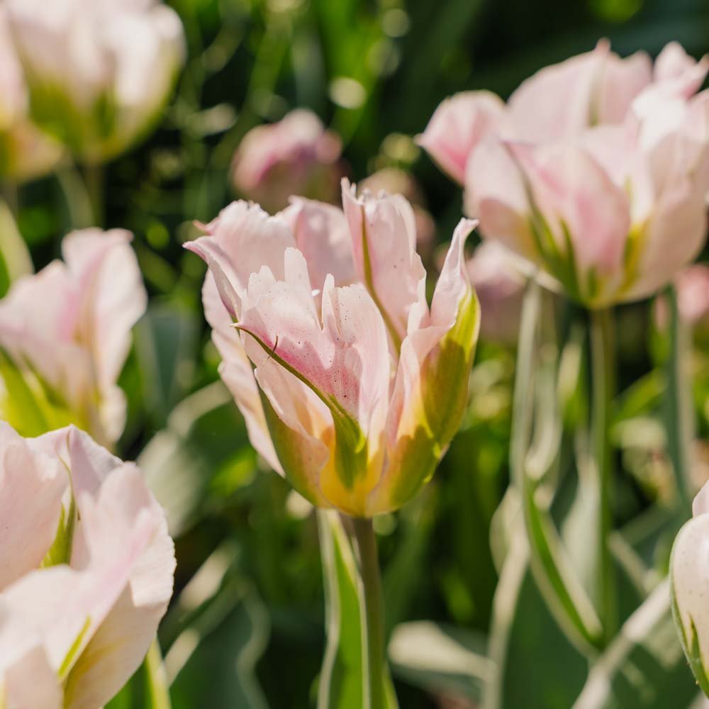 Tulipan 'China Town'