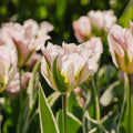 Tulipan 'China Town'