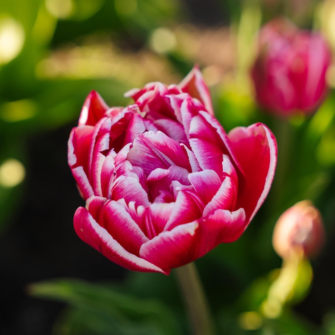 Løglasagne 'Seashell Promenade'