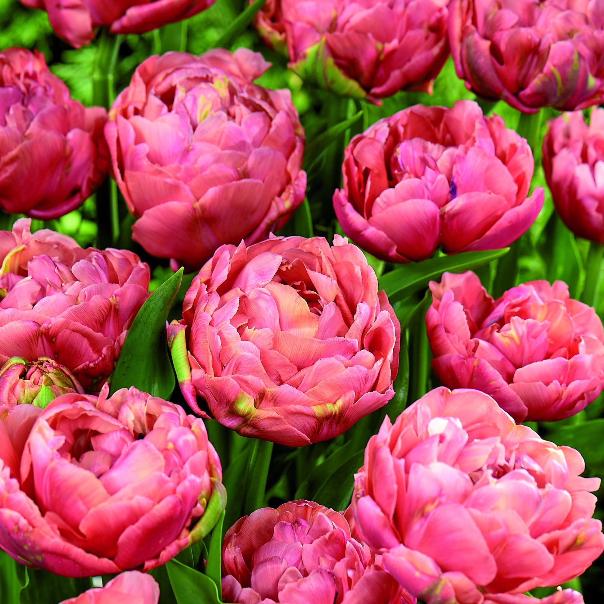 Tulipan 'Copper Image'