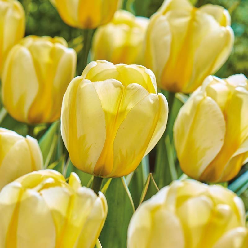 Tulipan 'Cream Cocktail'