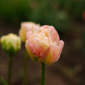 Tulipan 'Creme Upstar'
