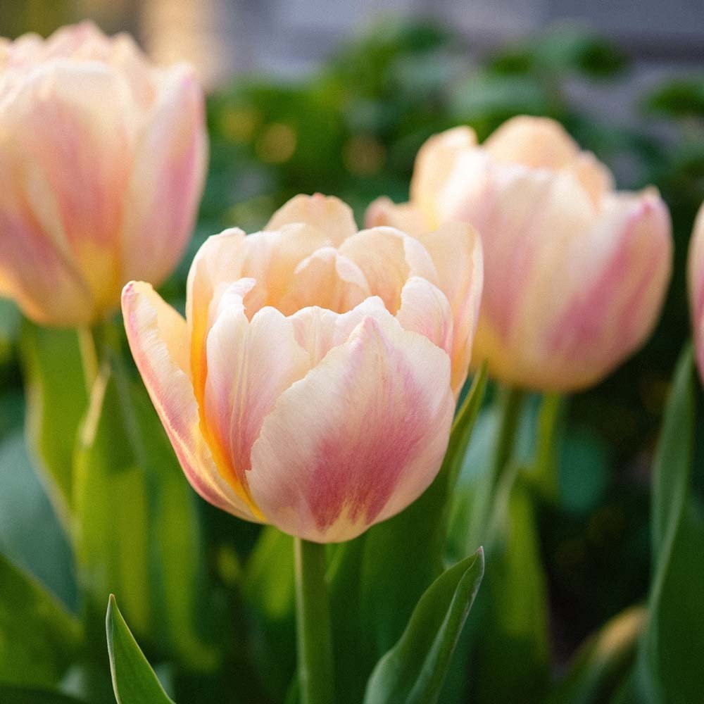 Tulipan 'Creme Upstar'