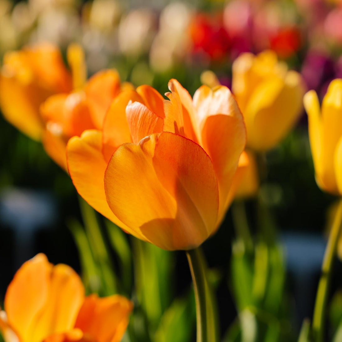 Tulipan 'Daydream'