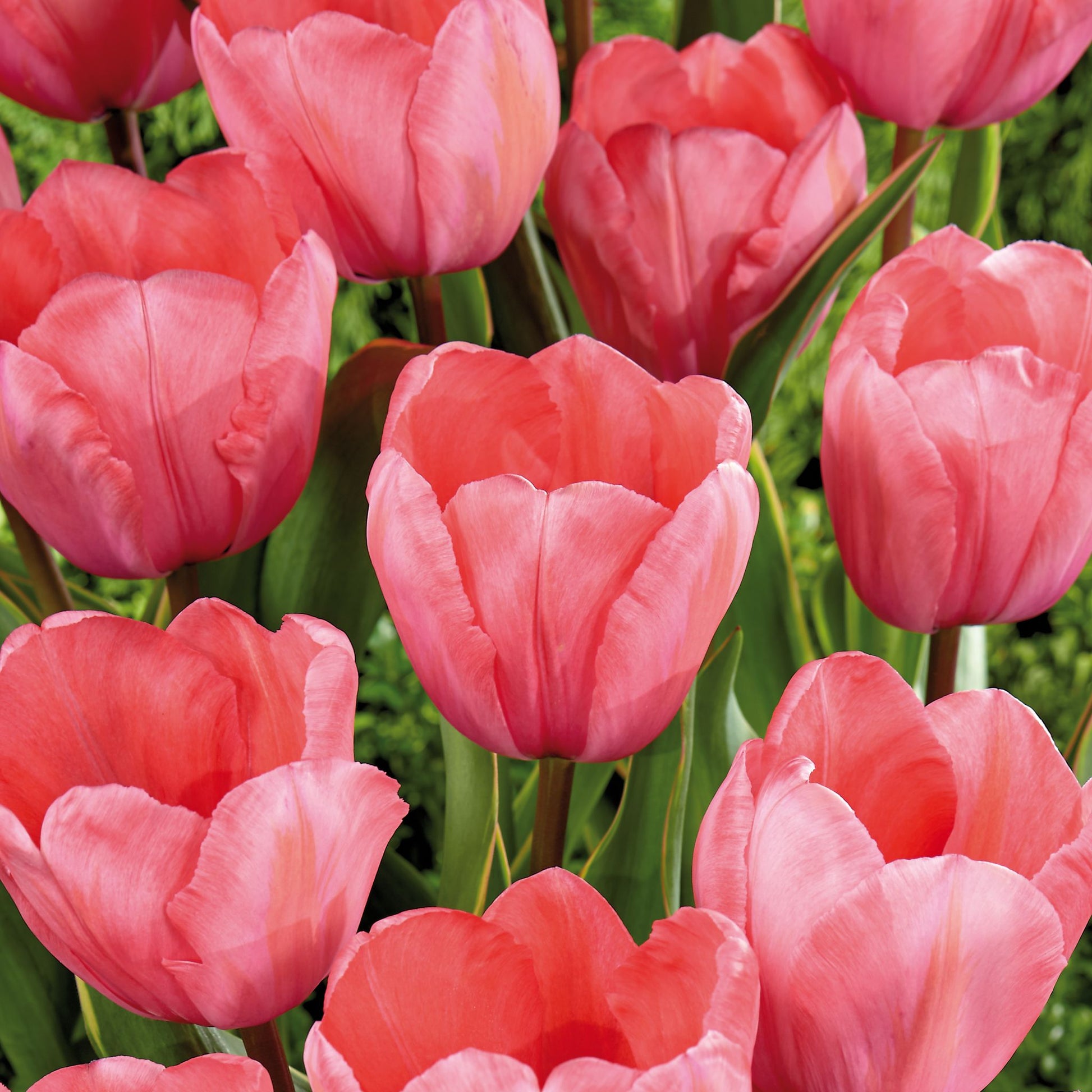 Tulipan 'Design Impression'
