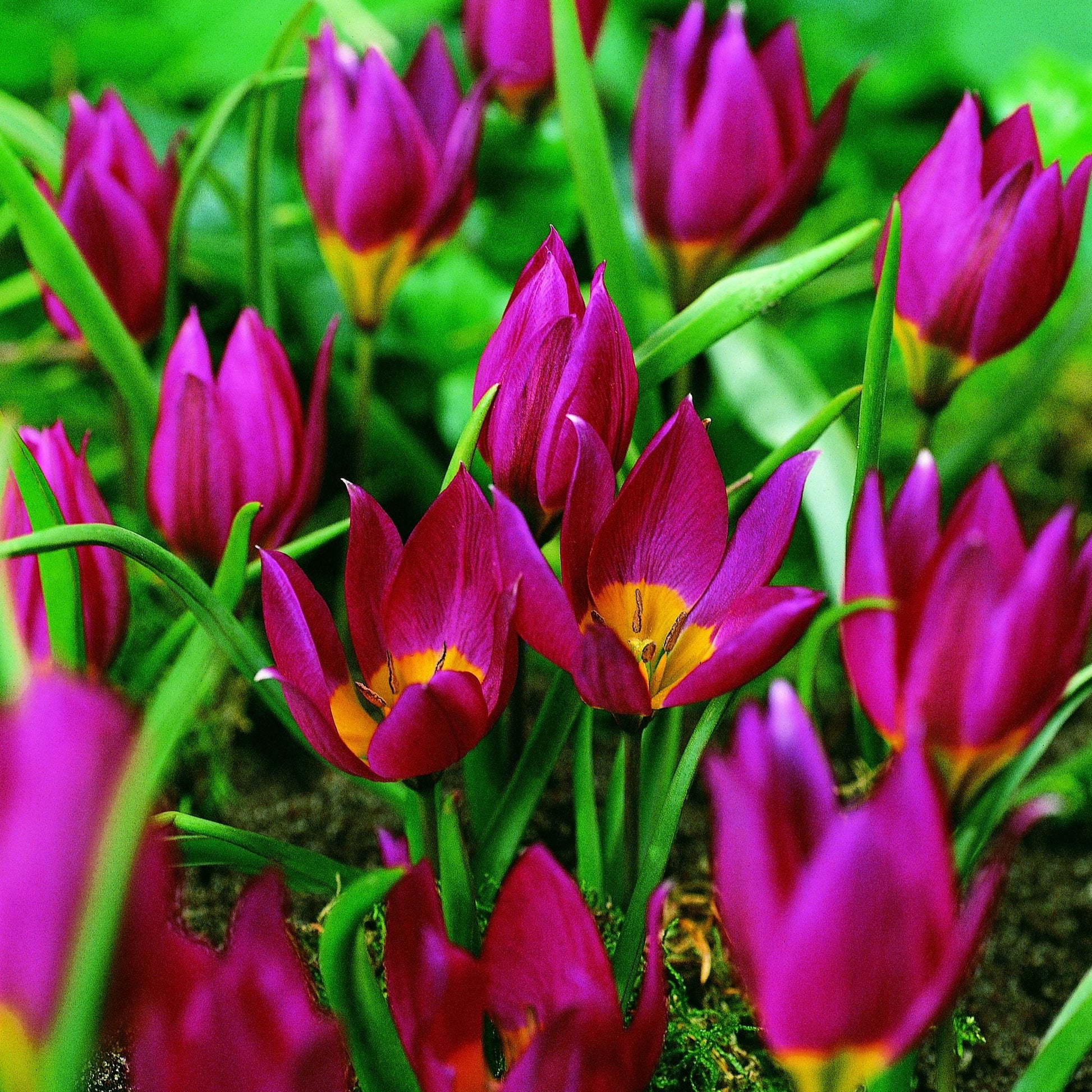 Tulipan 'Eastern Star'