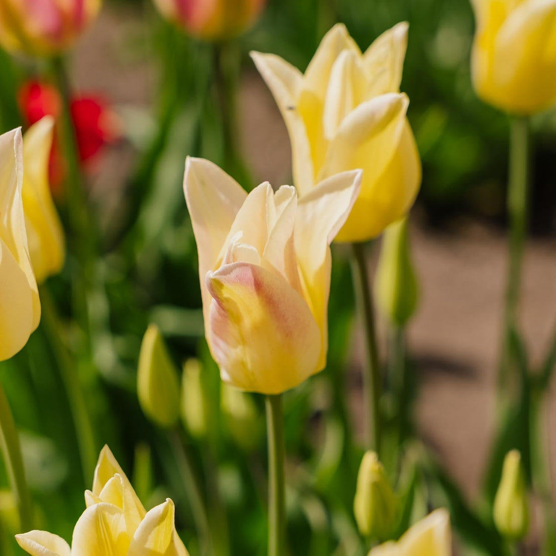 Tulipan 'Elegant Lady'