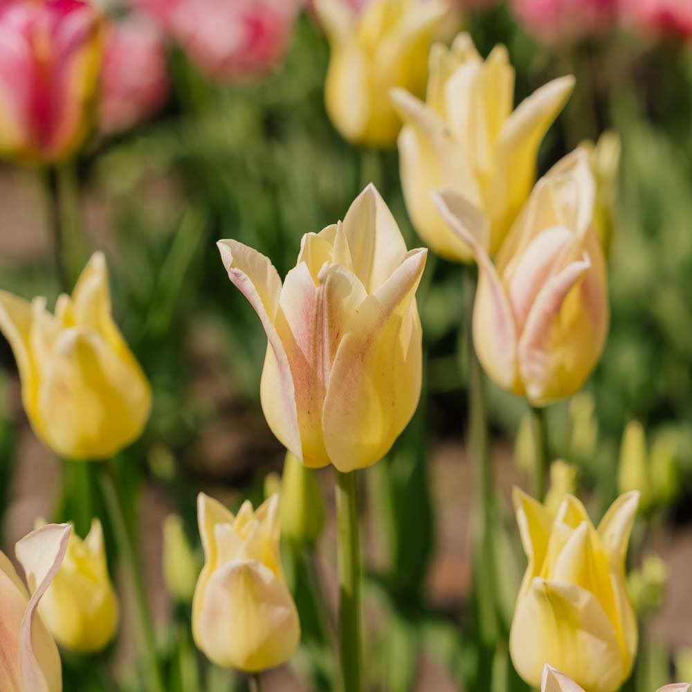Tulipan 'Elegant Lady'