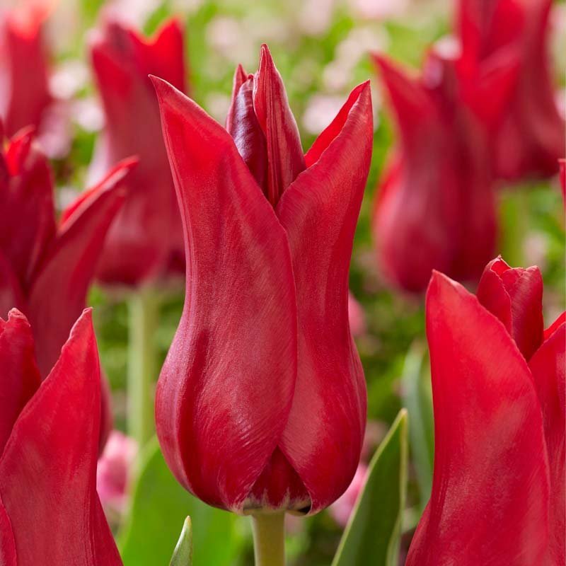 Tulipan 'Elegant Madame'
