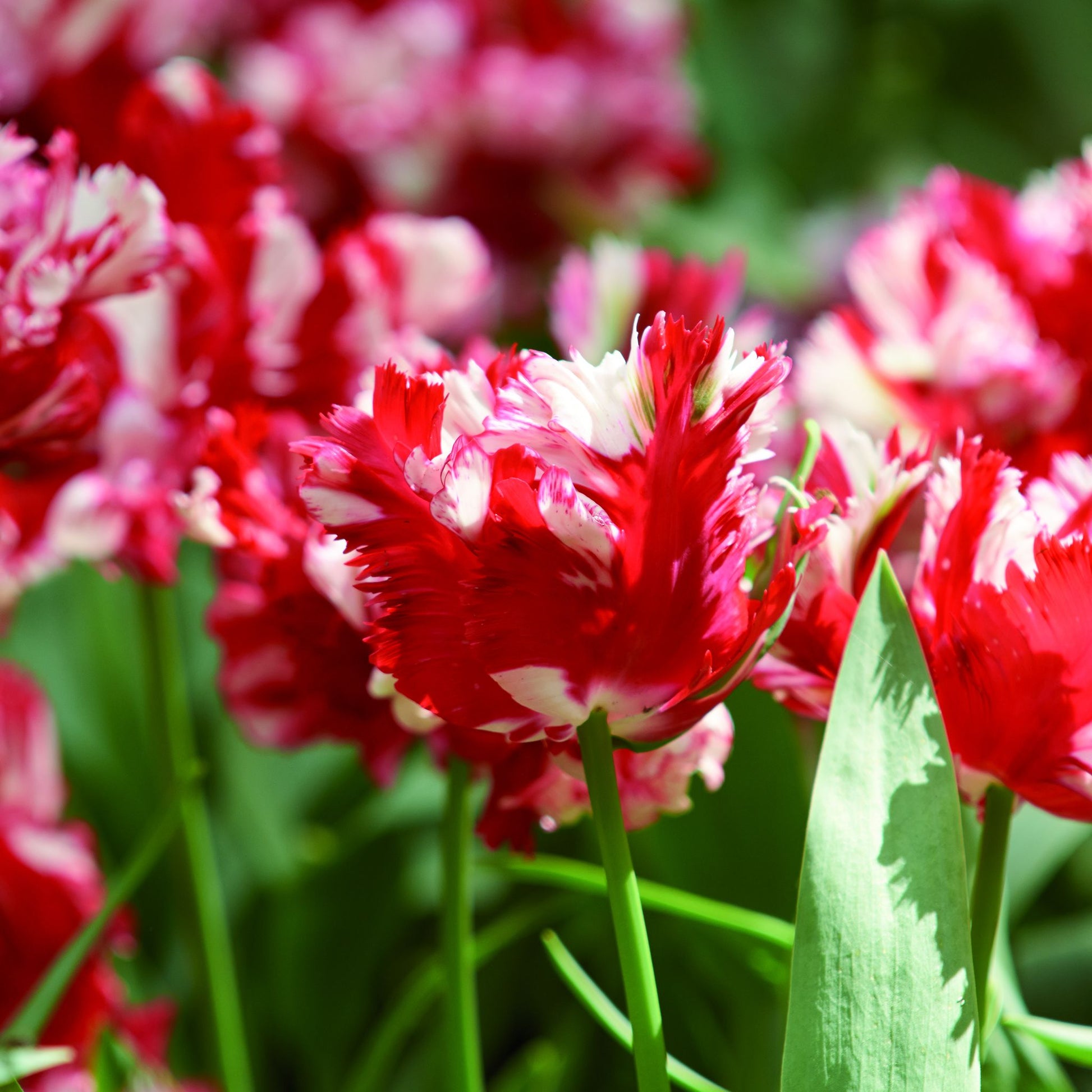 Tulipan 'Estella Rijnveld'