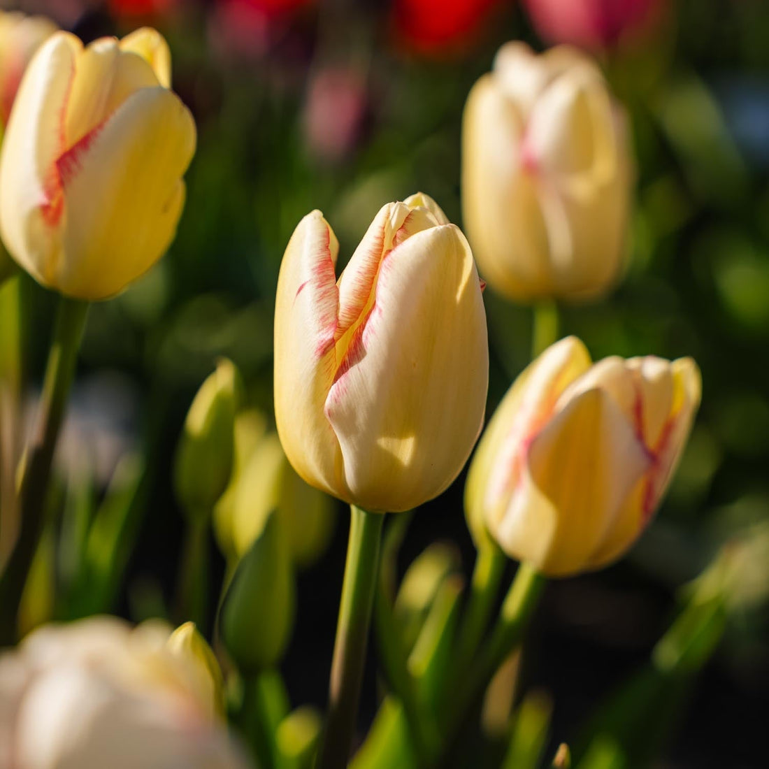 Tulipan 'Graceland'