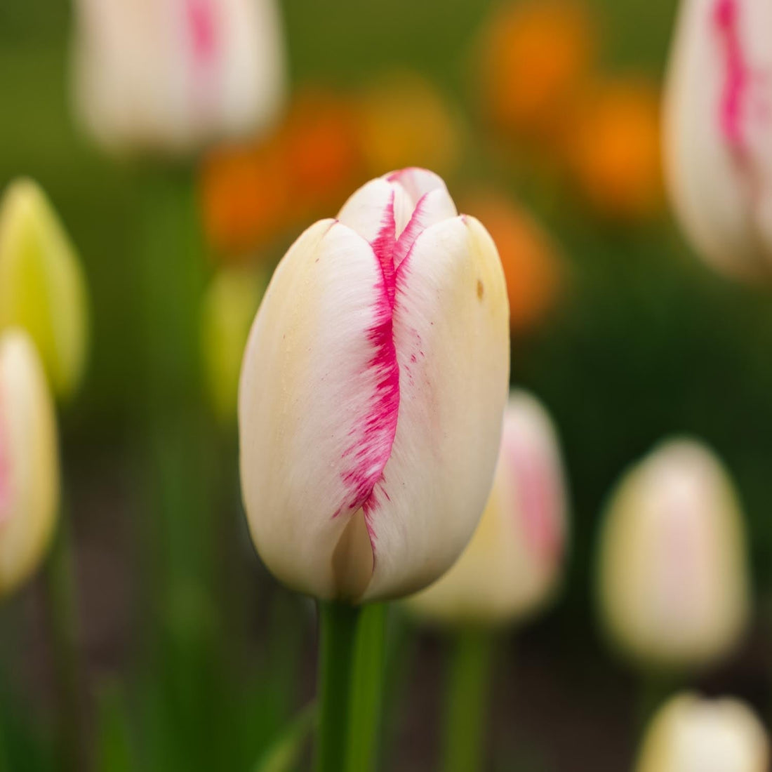 Tulipan 'Graceland'