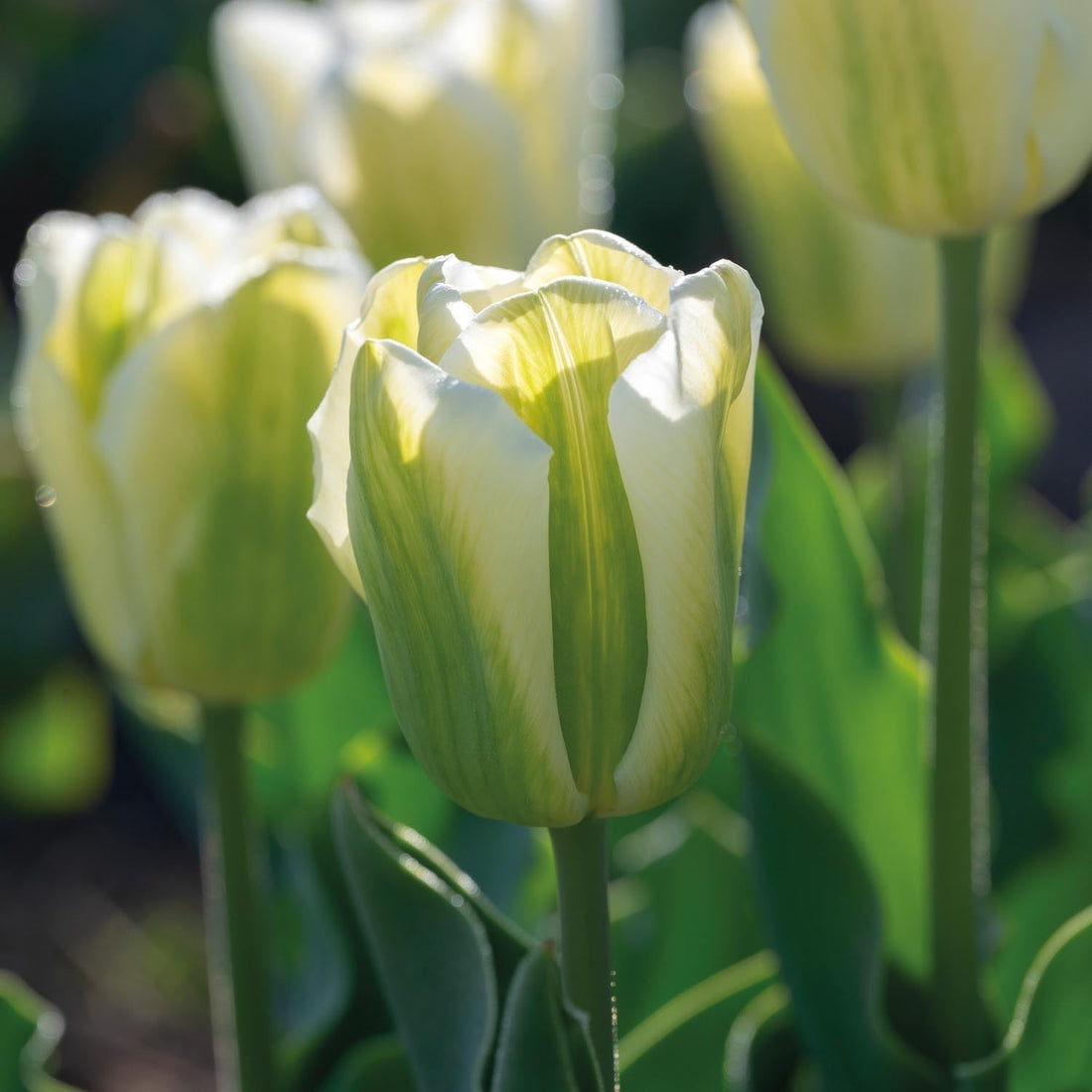 Tulipan 'Green Spirit'