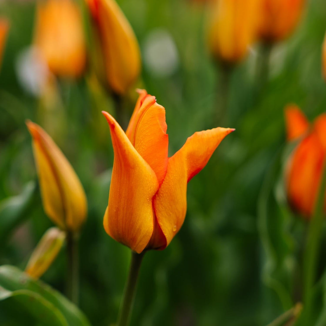 Tulipan 'Greetje Smit'