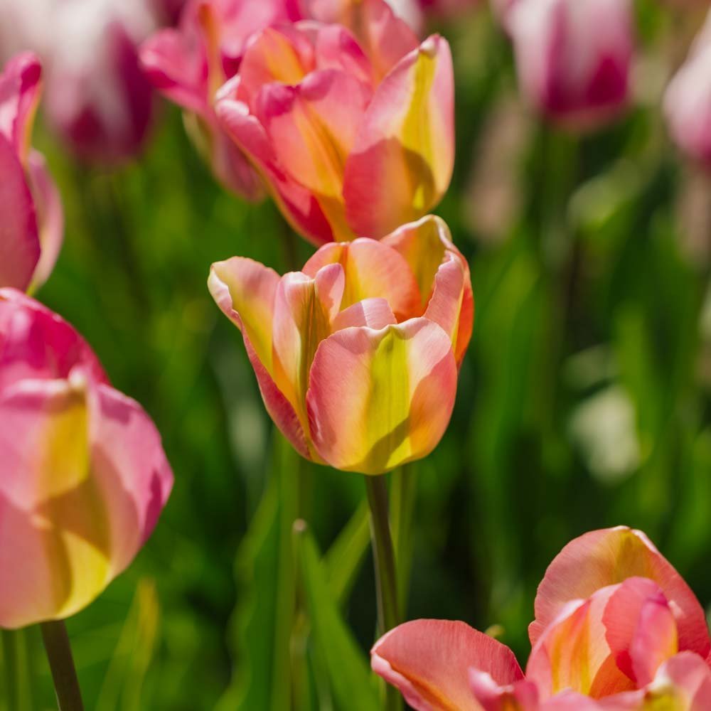 Tulipan 'Groenland'