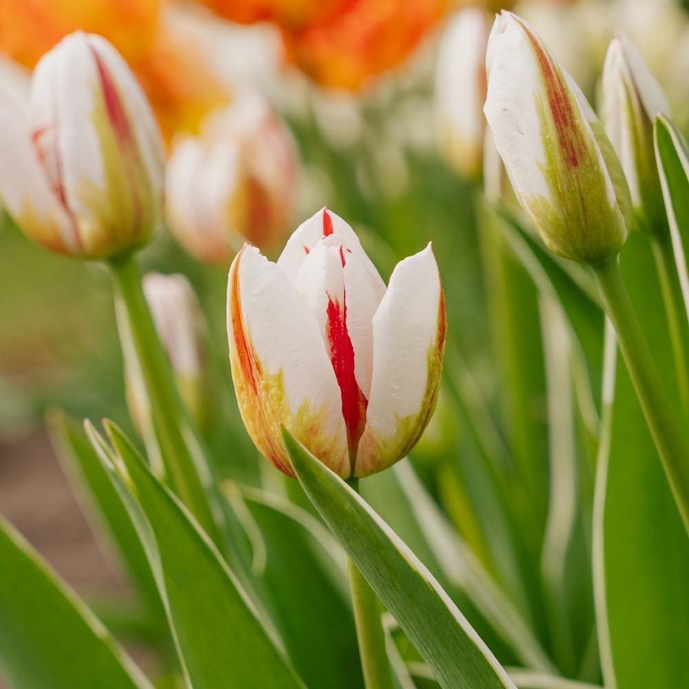 Tulipan 'Happy Generation'
