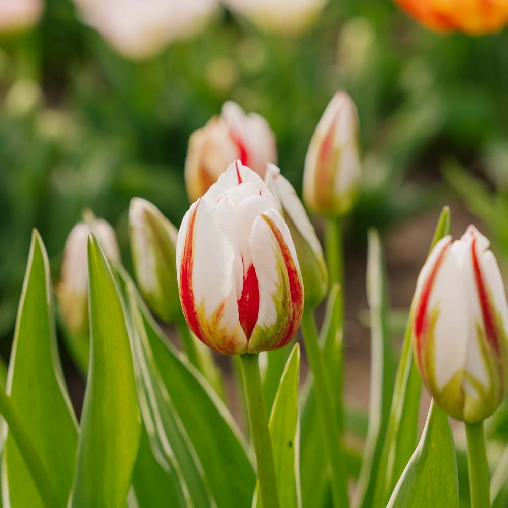 Tulipan 'Happy Generation'