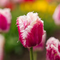 Tulipan 'Hawaii'