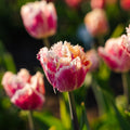 Tulipan 'Hawaii'