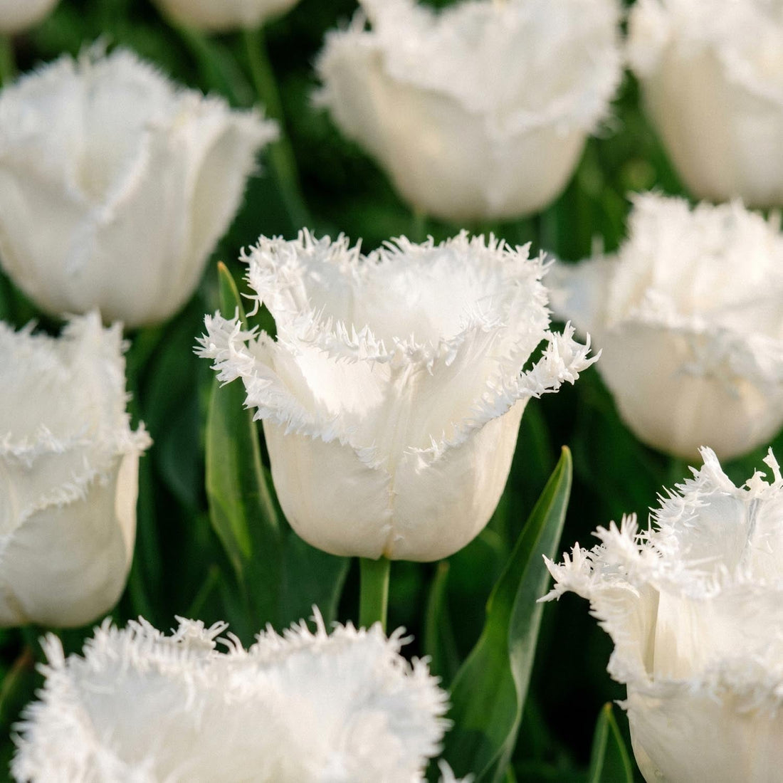 Tulipan 'Honeymoon'