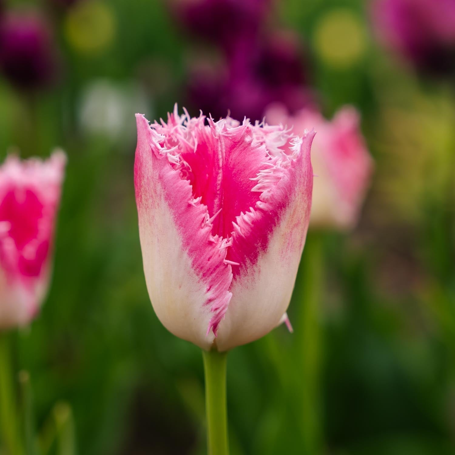 Tulipan 'Huis Ten Bosch'