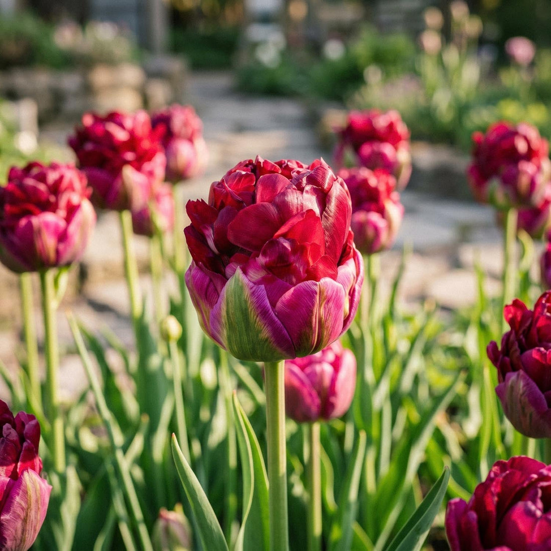 Tulipan 'Ice Cream Cranberry'