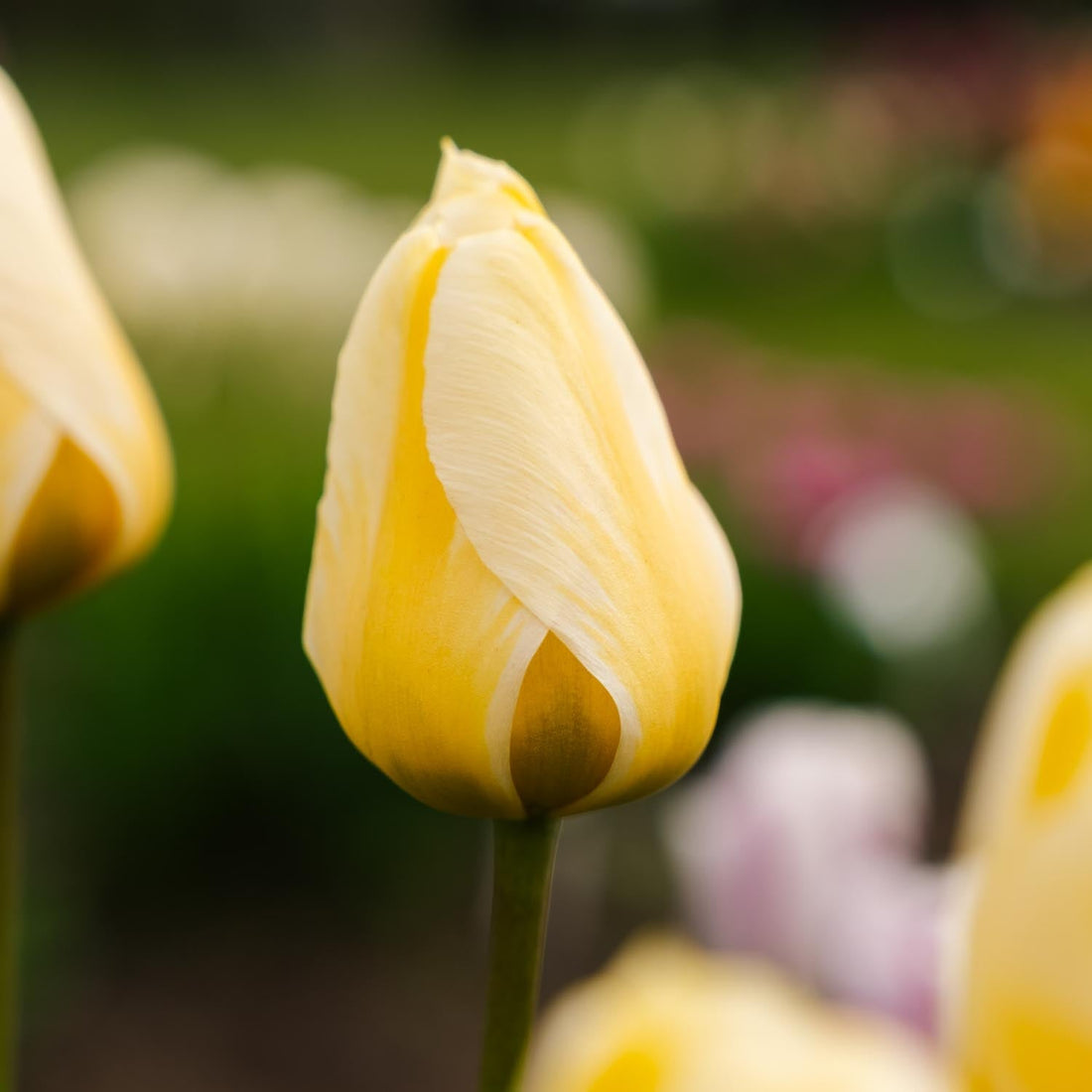 Tulipan 'Jaap Groot'