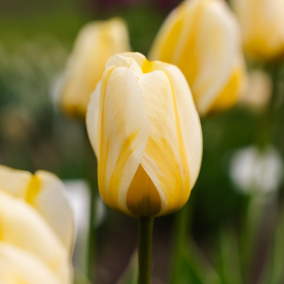 Tulipan 'Jaap Groot'