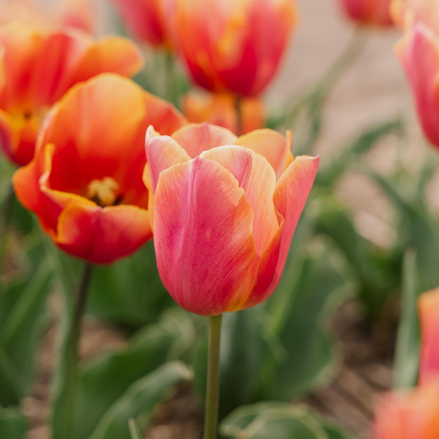 Tulipan 'Jimmy'