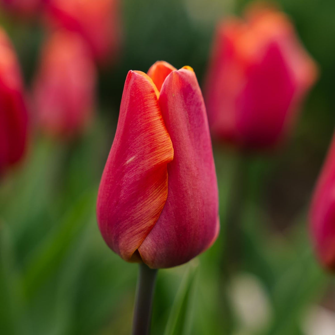 Tulipan 'Jimmy'