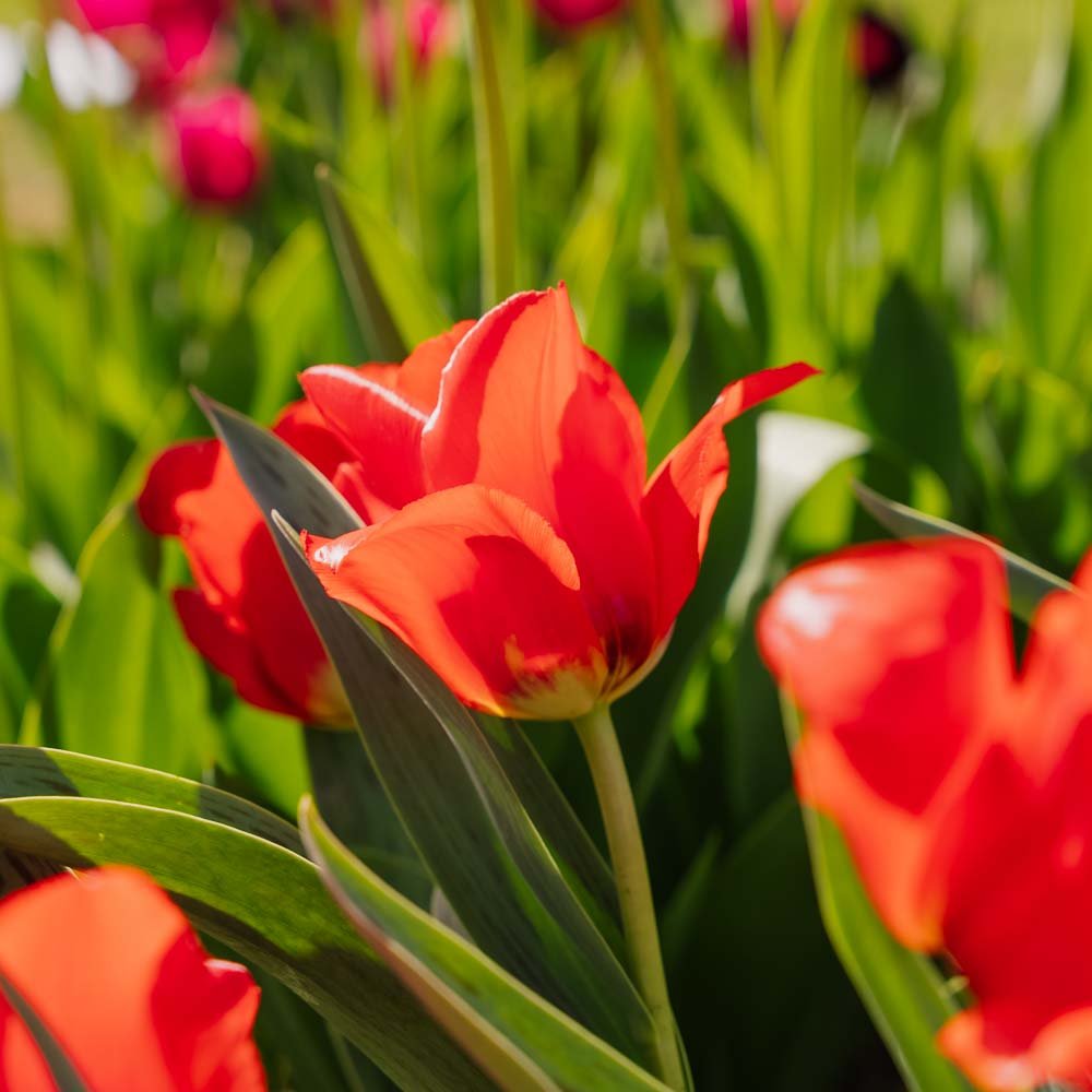 Tulipan 'Julius Caesar'