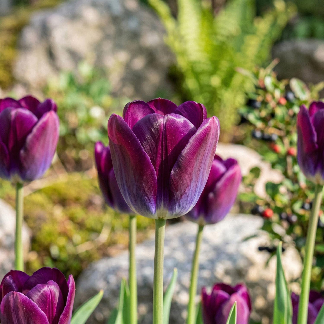 Tulipan 'Kansas Proud'