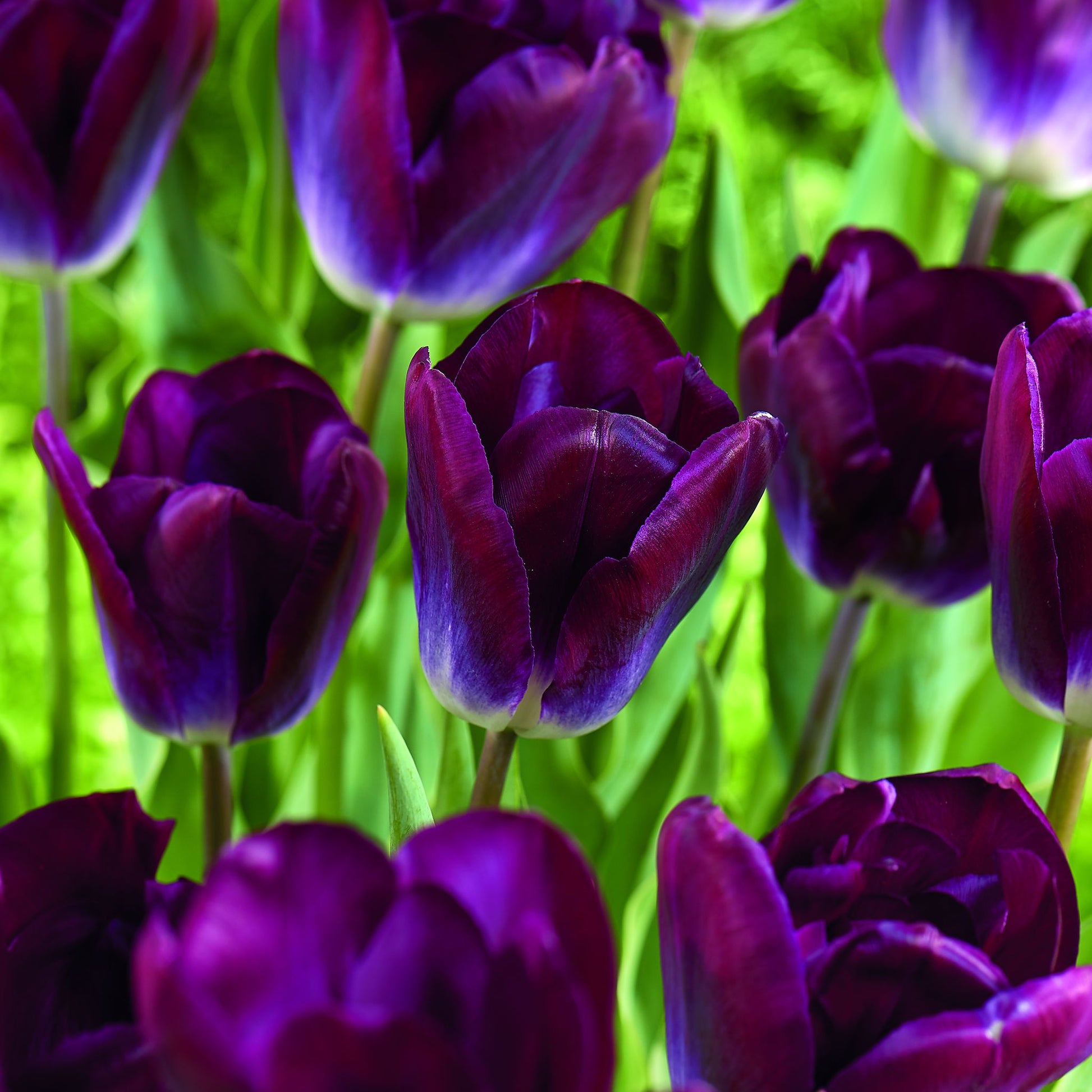 Tulipan 'Kansas Proud'
