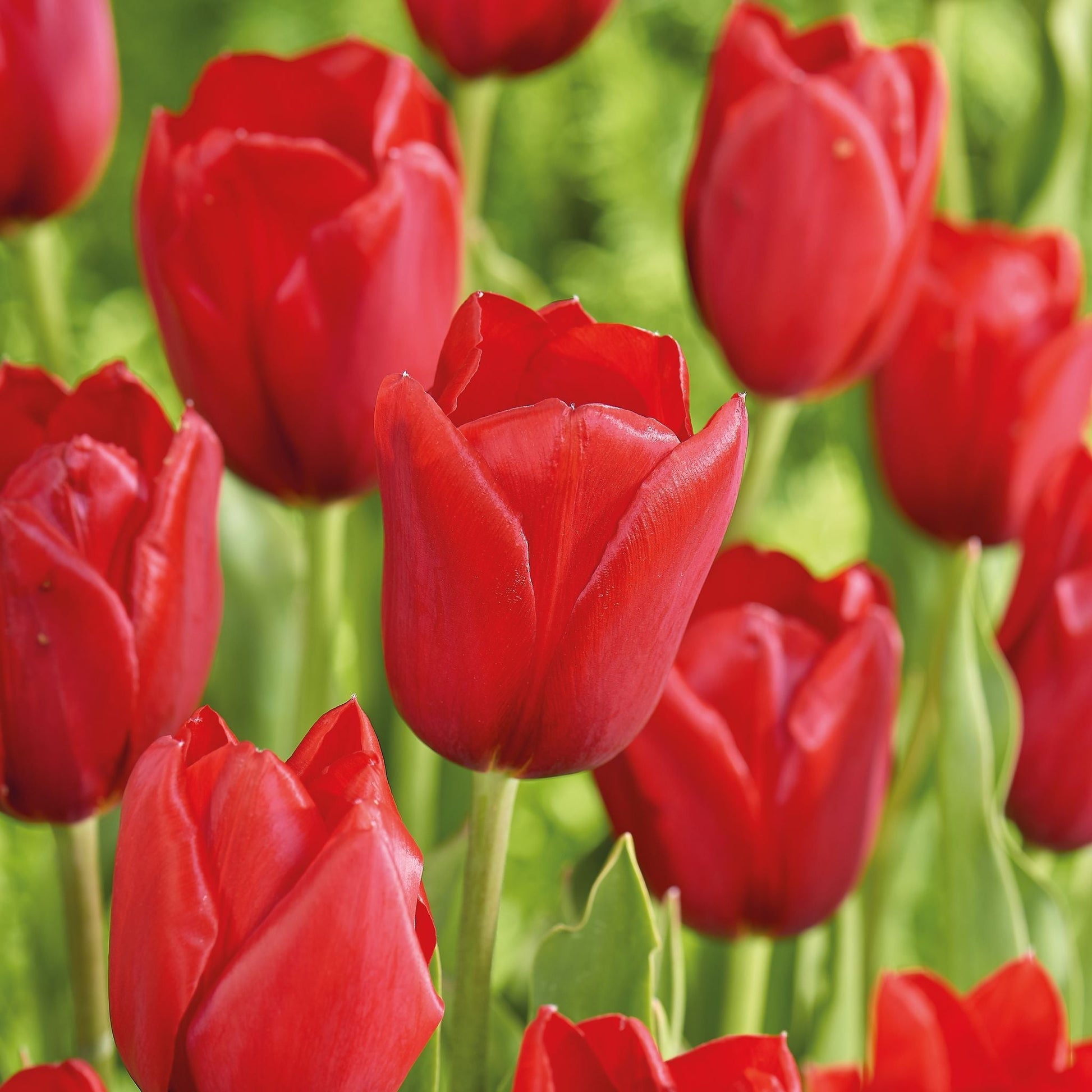 Tulipan 'Kingsblood'