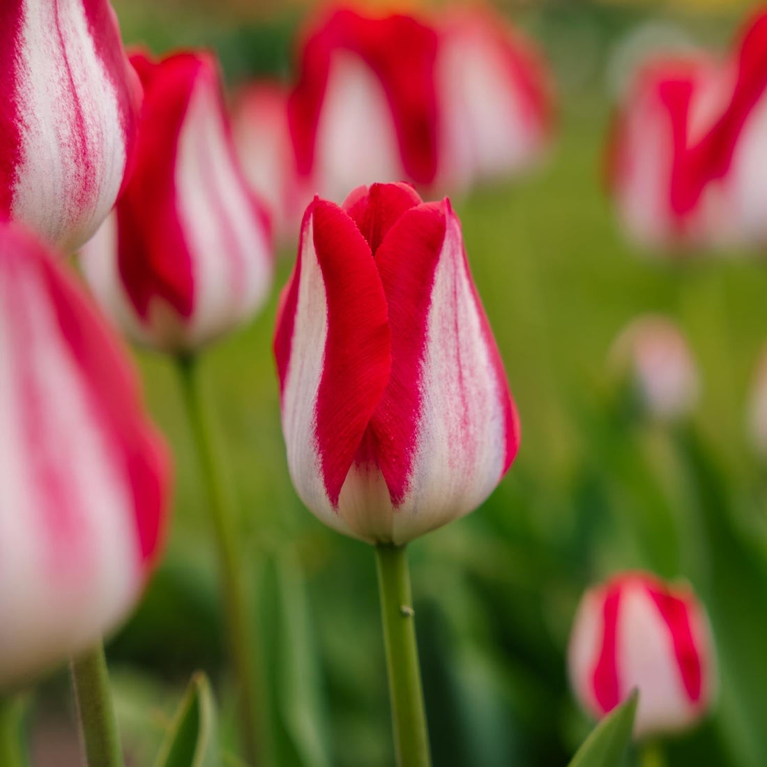 Tulipan 'Kissable'