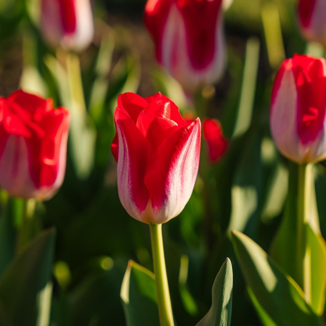 Tulipan 'Kissable'