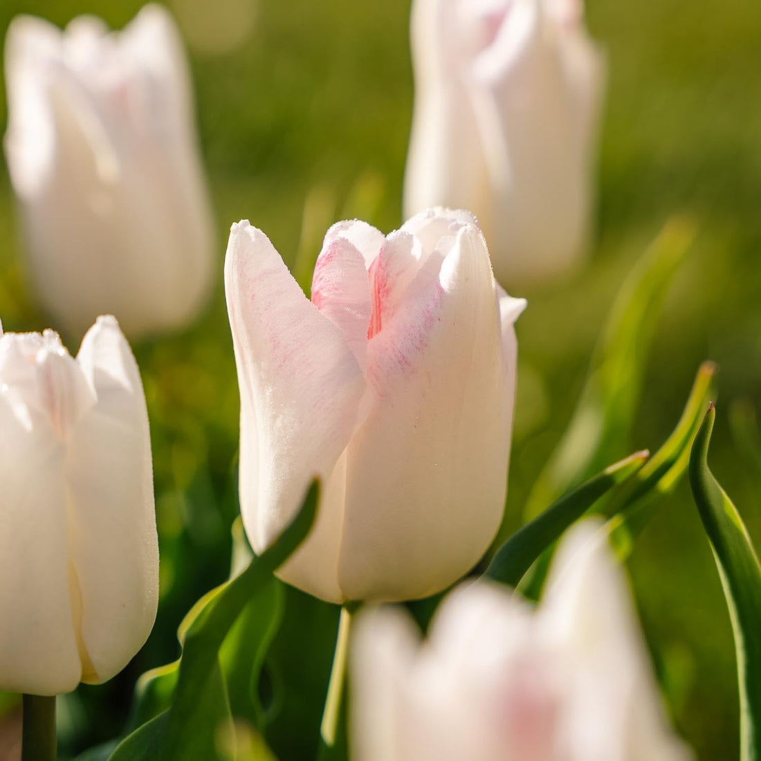 Tulipan 'Kyoko Takahashi'