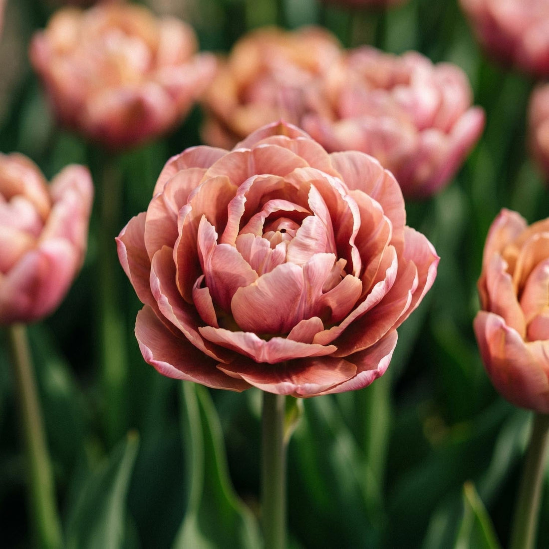 Tulipan 'La Belle Epoque'