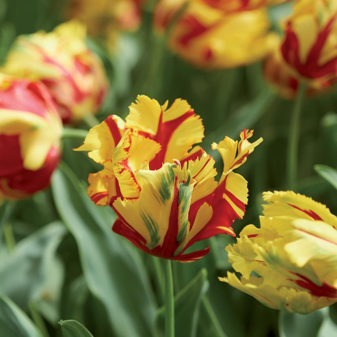 Tulipan 'La Courtine Parrot'