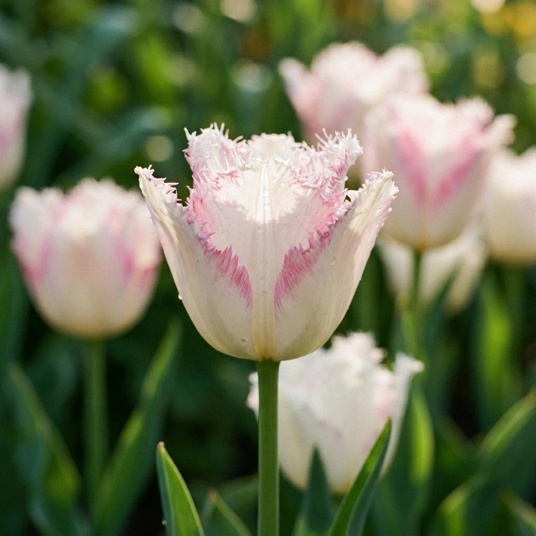 Tulipan 'Lady Smile'