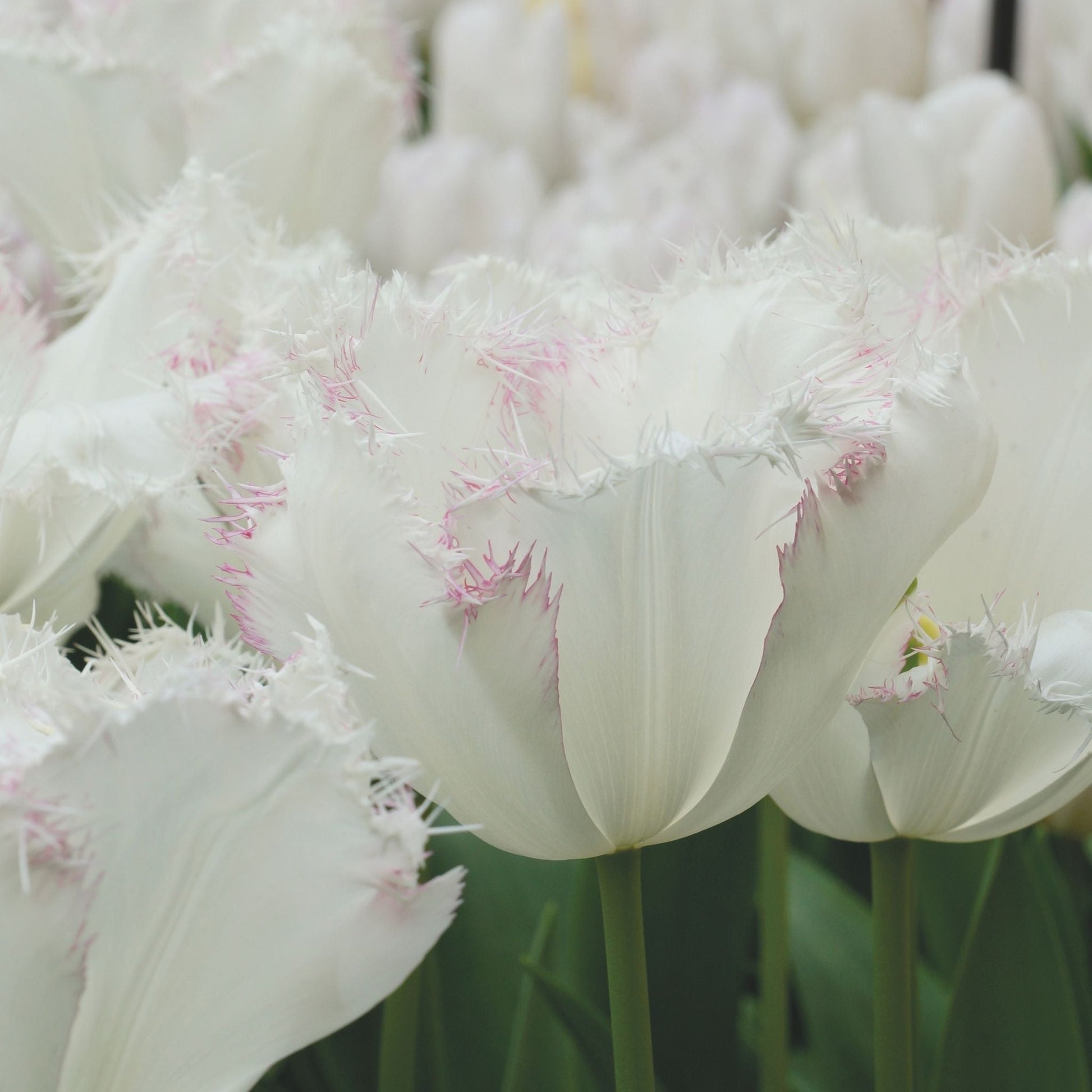 Tulipan 'Lady Smile'
