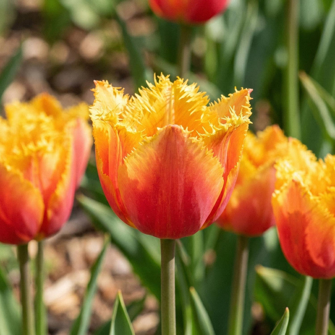 Tulipan 'Lambada'