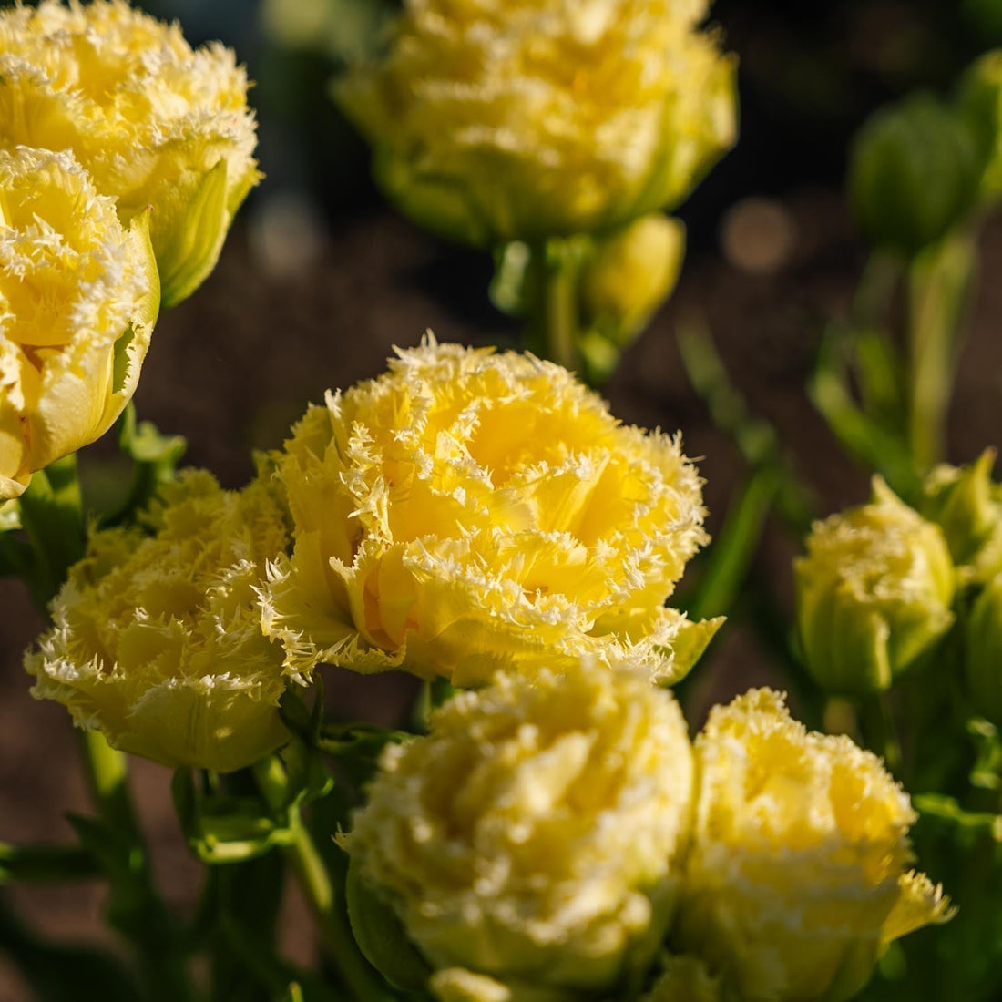 Tulipan 'Lemon Shoot'
