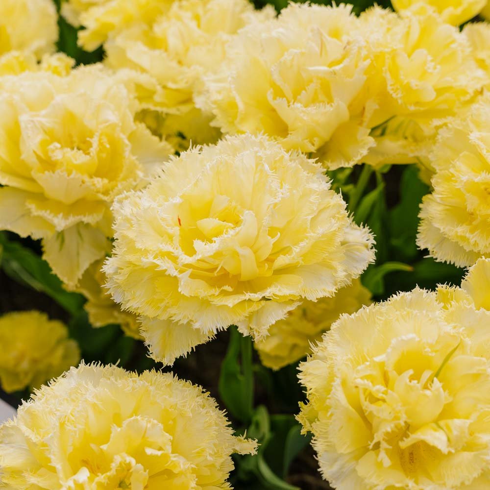 Tulipan 'Lemon Shoot'