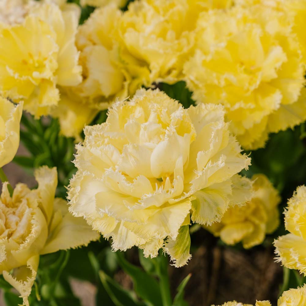 Tulipan 'Lemon Shoot'