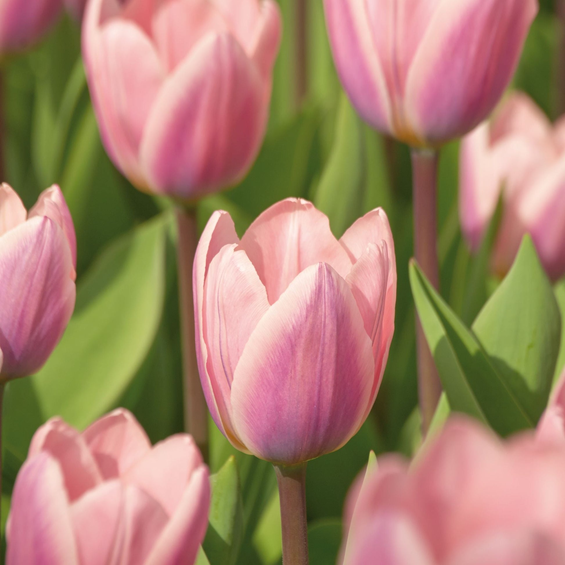 Tulipan 'Light And Dreamy'