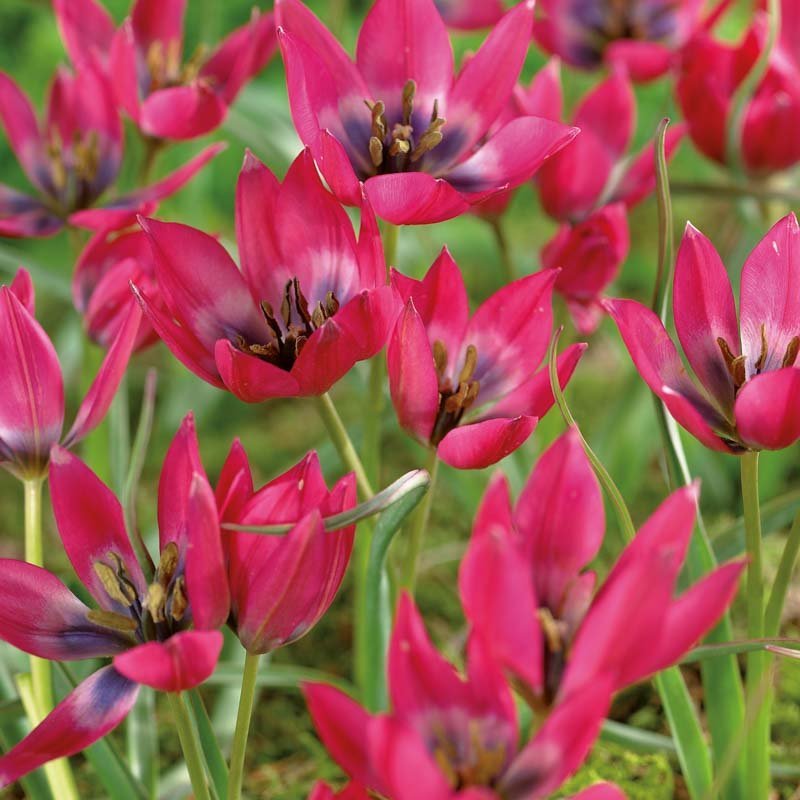 Tulipan 'Little Beauty'